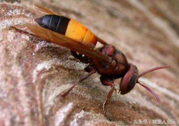 胡蜂种类名字图片大全,不同种类的黄脚胡蜂