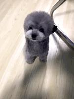 两只泰迪一红一灰,两只泰迪一蹦一跳