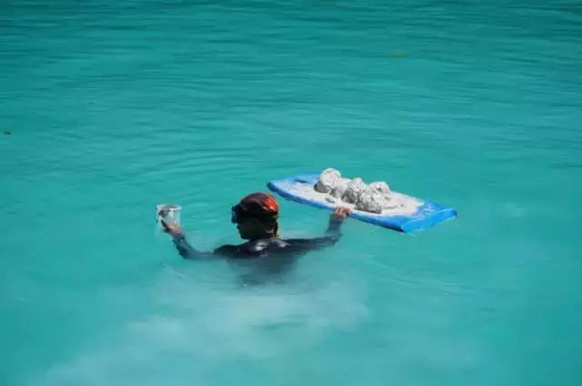 水母消失了还能不能复活,消失的水母实验原理