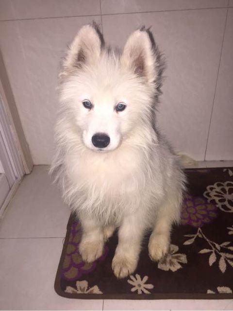 萨摩耶被挑染,萨摩耶细小治疗全过程