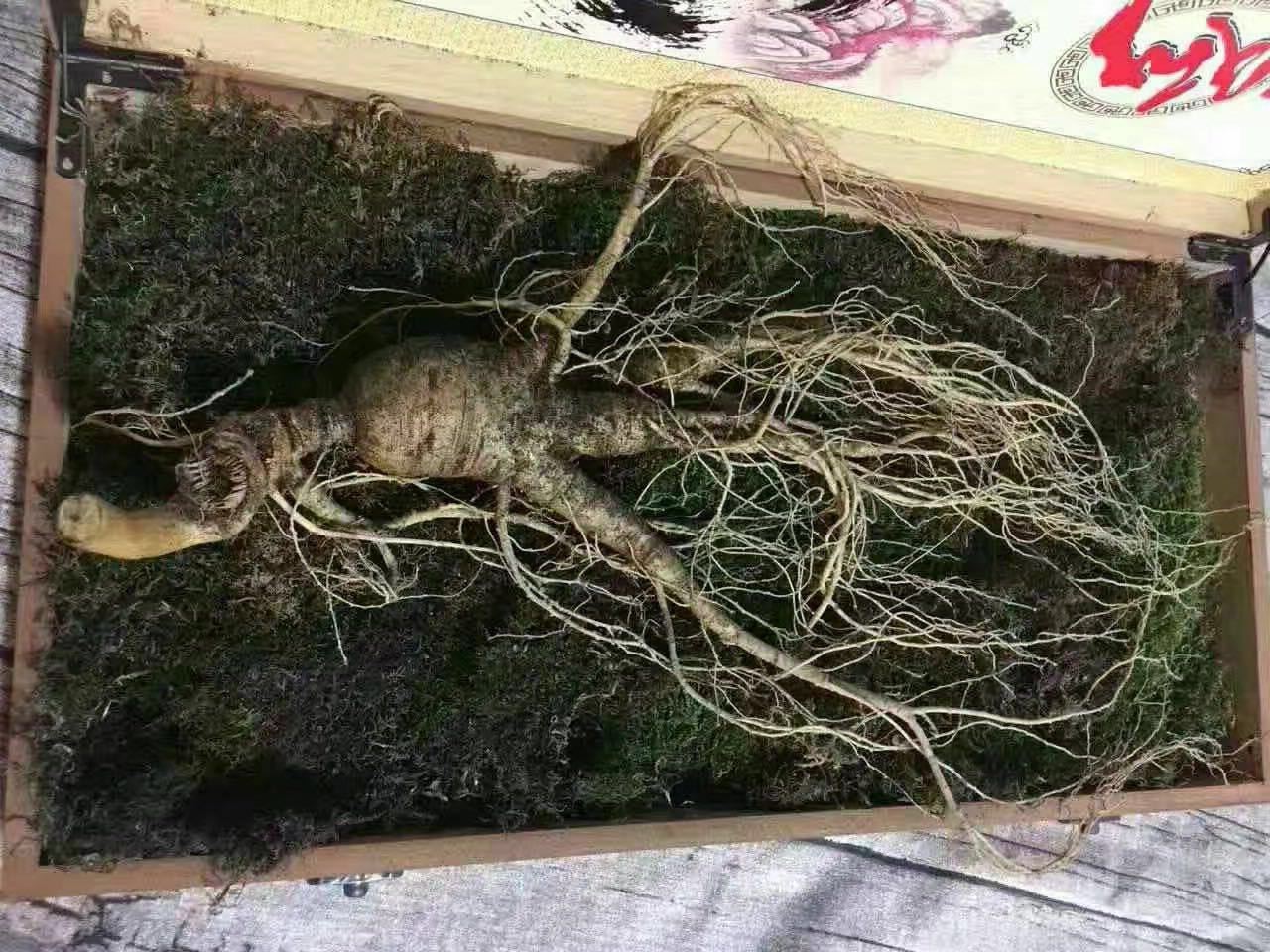 新鲜人参的保存方法,新鲜的人参怎么保存才正确