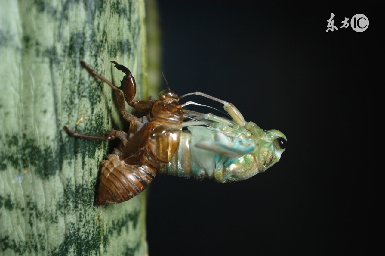 金蝉脱壳三十六计技巧,三十六计金蝉脱壳之计