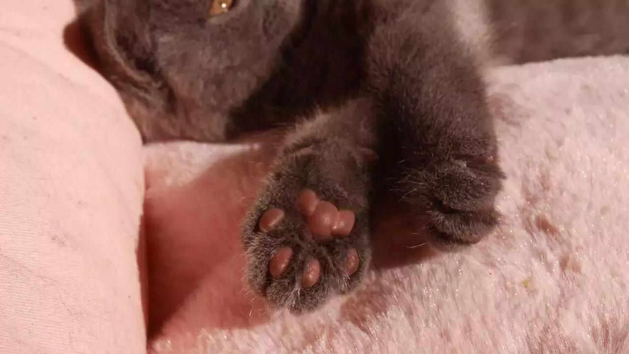 猫爪肉球形状判断猫咪性格,猫咪肉球颜色决定猫咪性格