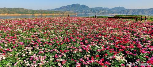 踏青赏花去哪里花海运城等着你