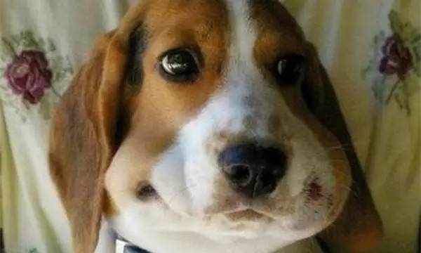 狗狗被蜂蛰了全身会肿吗,狗被蜜蜂蛰要去医院吗