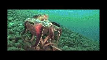 “有头脑”的物种引起科学家的不安，夏季海边度假请小心这种生物！