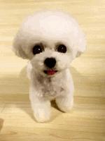 两只泰迪一红一灰,两只泰迪一蹦一跳