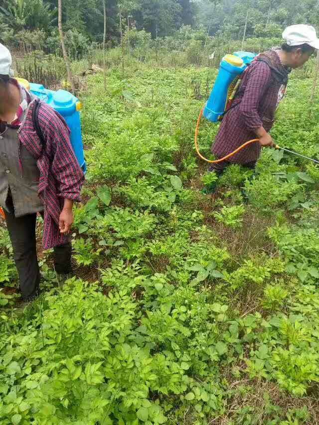 魔芋叶枯病怎么治,魔芋树叶枯病怎么治疗