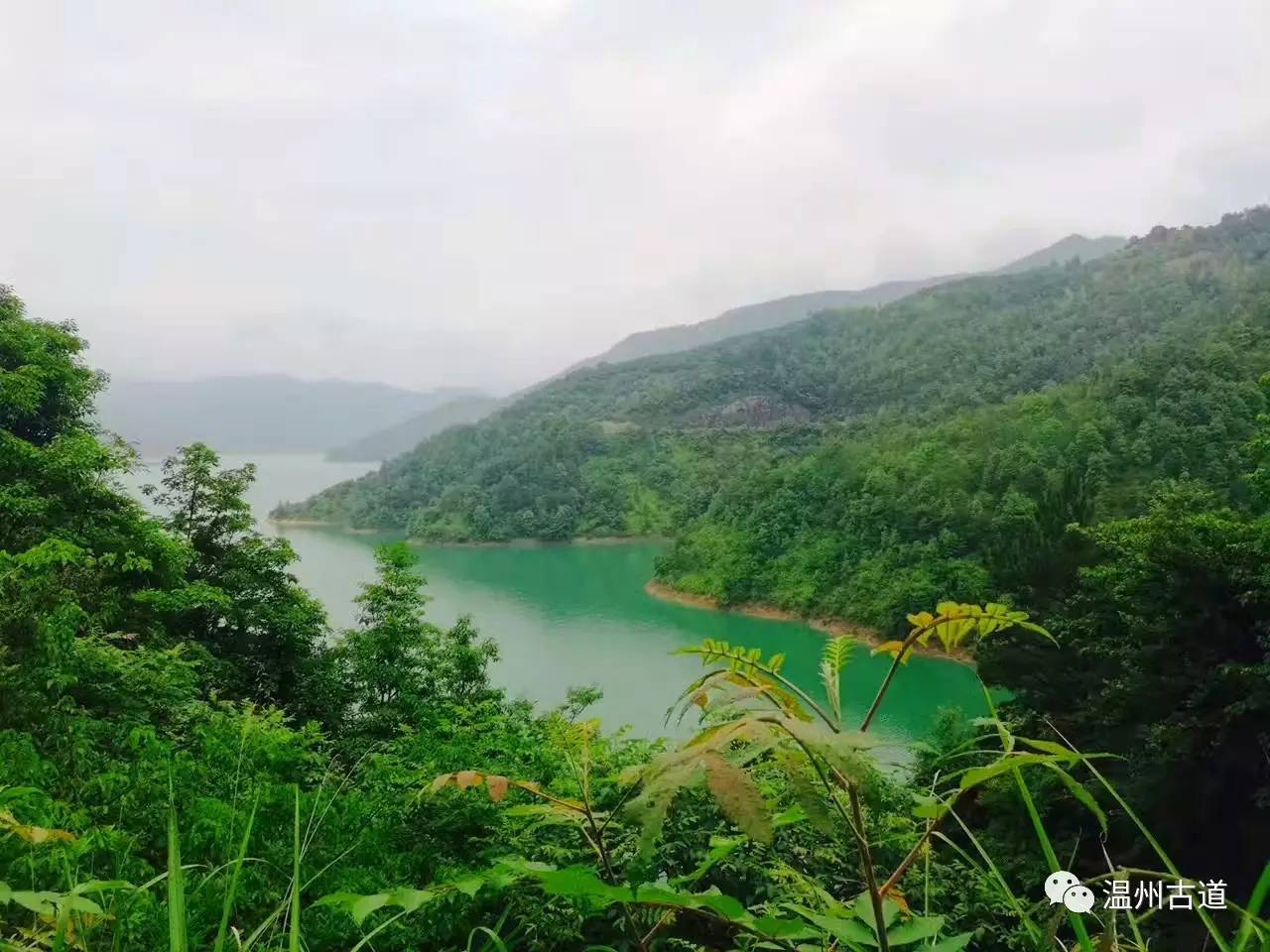 文成县珊溪水库地图,正宗文成珊溪水库有机鱼