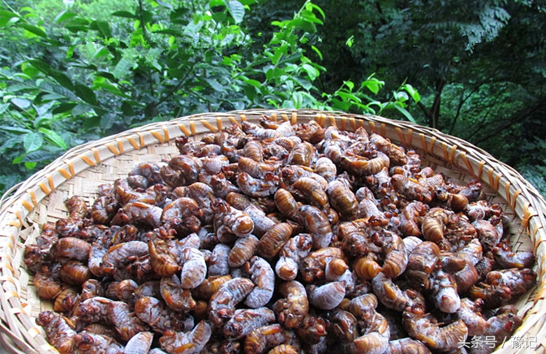 河南知了怎么抓,野外抓回来的知了要给它吃什么