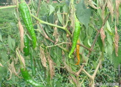 辣椒灰霉病、疫病、炭疽病的症状,以及防治方法