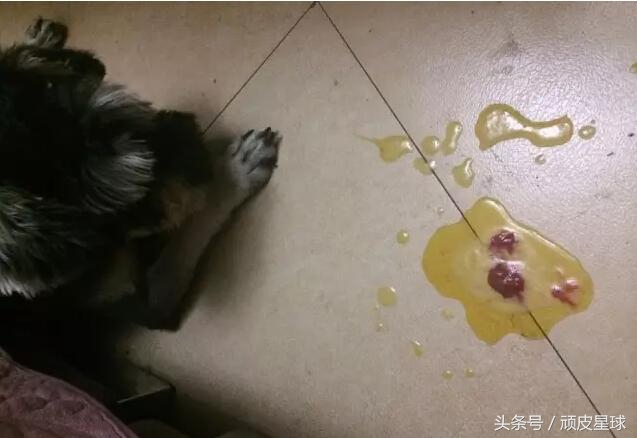 狗狗吐黄水是咋回事,小心慢性肠胃炎哦~