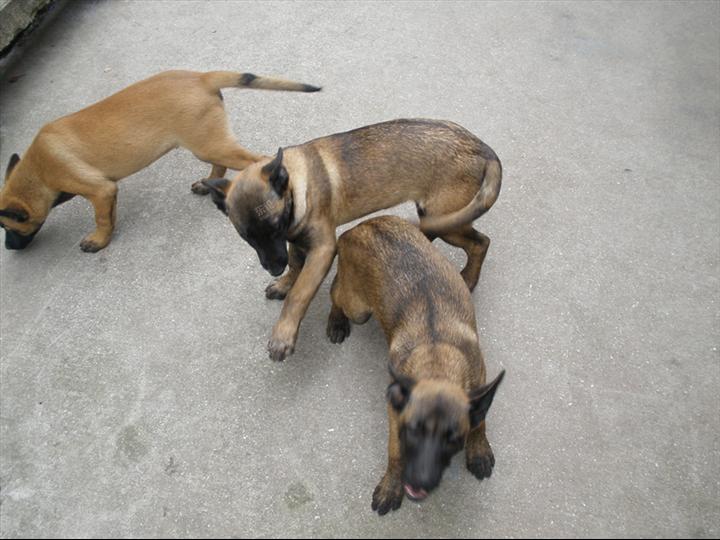 椹姮鍙煎彛璁粌,椹姮璁粌鎵戝挰