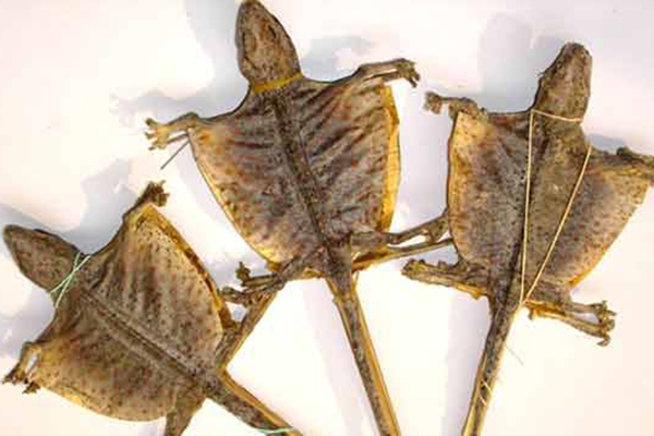 什么动物的肾可以补,什么动物的肾最补肾