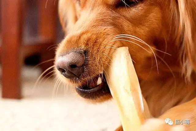 狗狗吞食异物如何知道它是否吐完,如果狗狗看见地上的食物吃怎么办