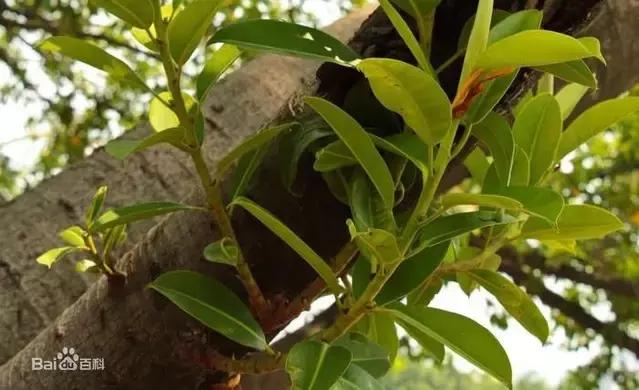 所有老司机都应该感谢这棵树，是它才成就了汽车行业