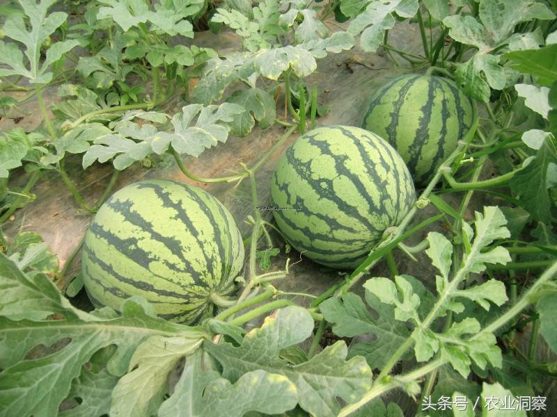 各地西瓜价格最新行情,2023西瓜行情实时报价