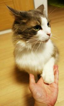 干净清爽、温柔色气——立花慎之介