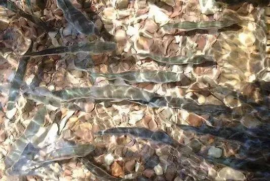 各种海鲜河鲜,河鲜海鲜推荐