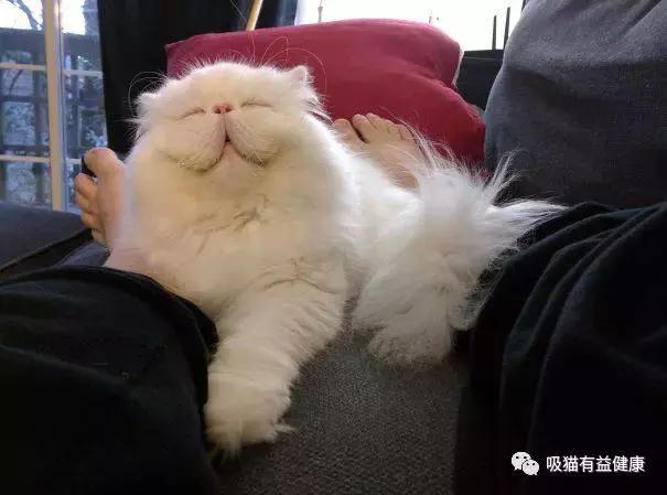 猫咪的笑容,猫咪的笑容都那么萌