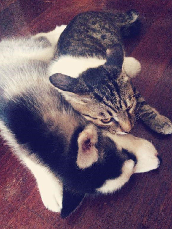 哈士奇惹猫咪秒怂,哈士奇抓猫咪