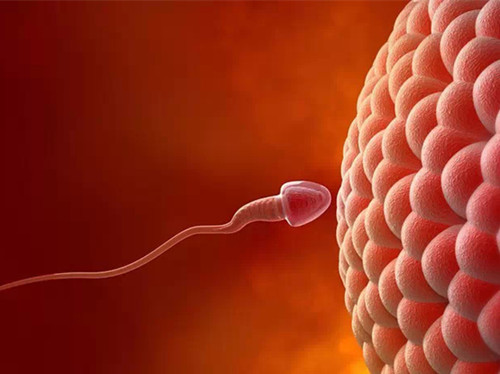 “高龄卵子”能年轻化吗？快来看，这里有高招！