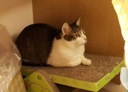 橘猫奇怪睡姿,橘猫睡了一觉