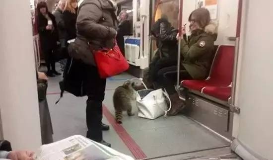 浣熊是一种聪明的动物吗,有一种动物叫浣熊