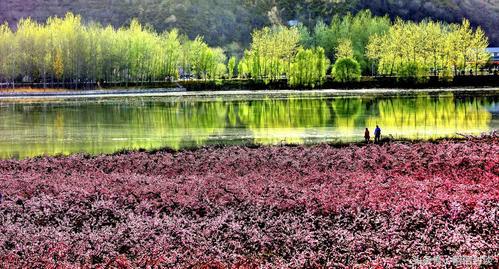 踏青赏花去哪里花海运城等着你