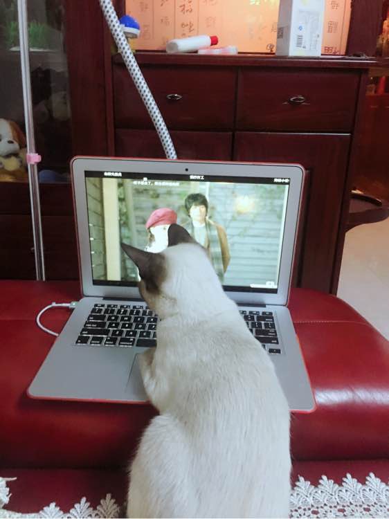 主人养了一只猫的视频,猫中哈士奇暹罗猫