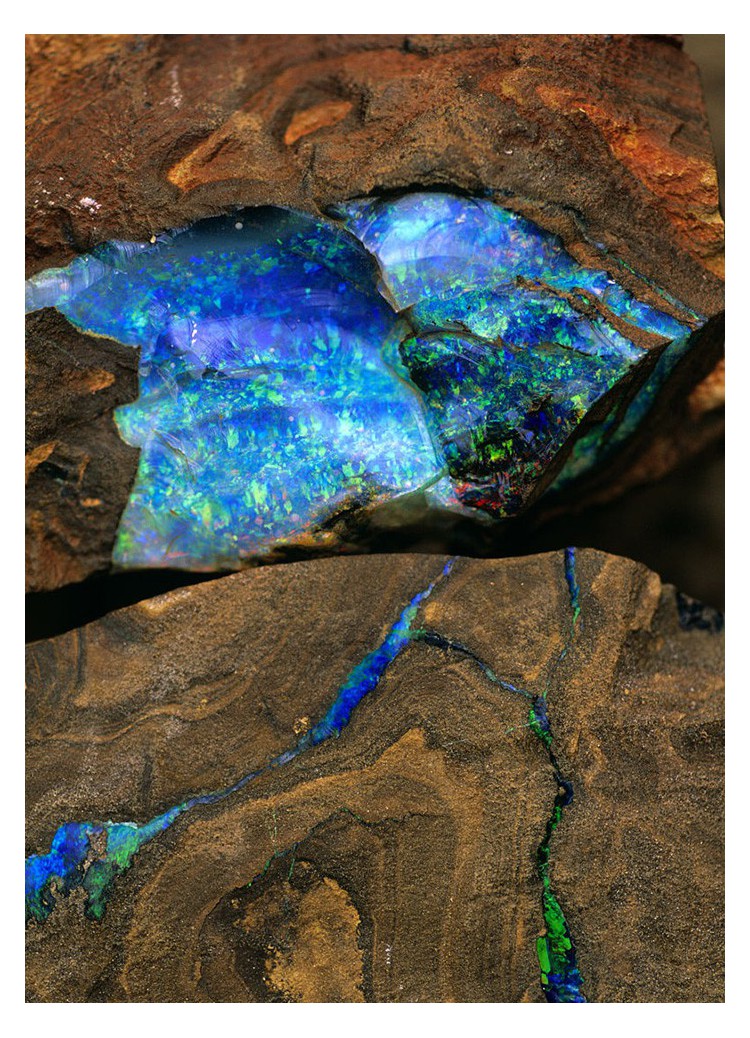 欧泊变色龙,变色龙欧泊