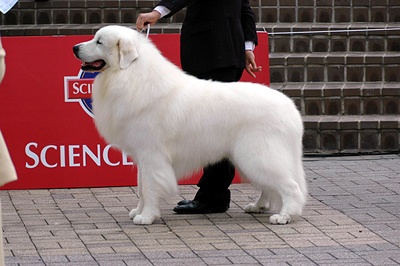 十大最忠诚的狗排名大白熊犬,大白熊犬大型犬品种大全带图