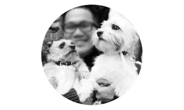 上海猫咪领养虹口,喵小汪宠物领养