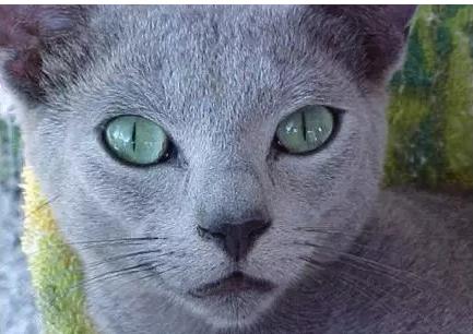 世界上最贵的猫十大排名,世界上最贵的贵族猫是多少钱