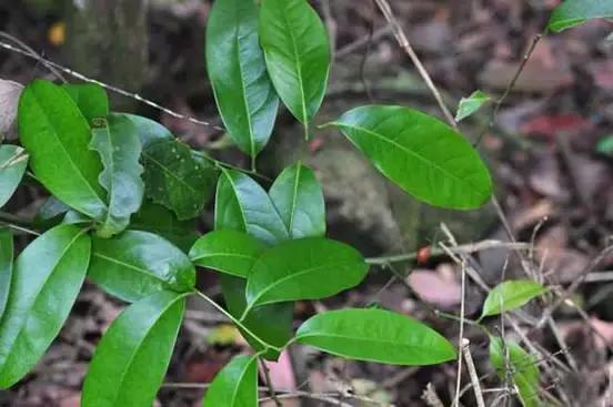 跟我学中医知识,青风藤中药功效速记口诀