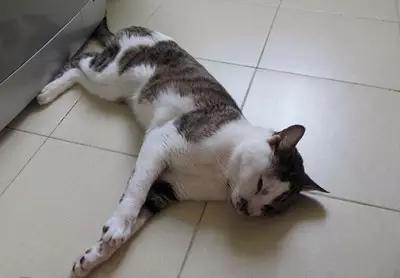 怎么防止猫咪应激伤人,猫咪中毒的解毒法