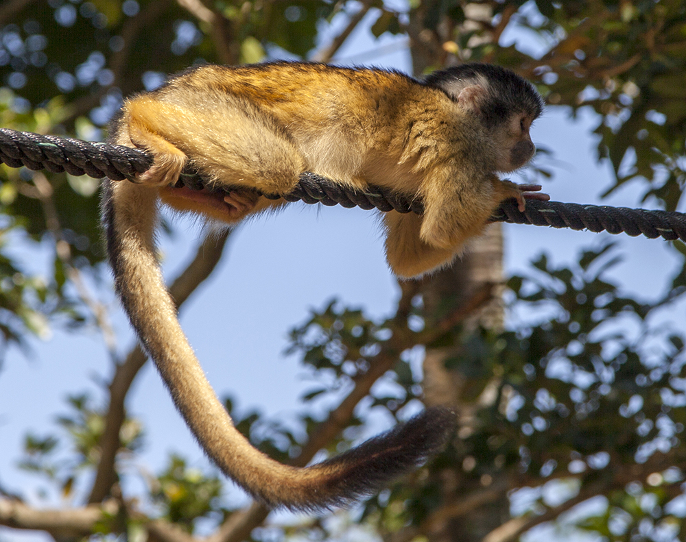 日本喜欢泡温泉的动物,日本爱泡温泉的狗子