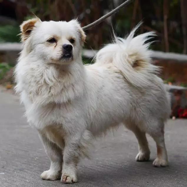 上海嘉定哪里有免费领养狗,瑶海区附近最近的宠物领养