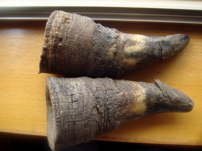 为了得到它，外国人残忍的掠杀，真正原因竟然是因为这个！