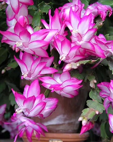 每日一花花语,每日一花之杜鹃花