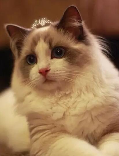 世界上最贵的猫十大排名,世界上最贵的贵族猫是多少钱