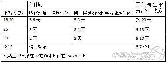 锚头鳋病鱼会自然自愈吗,锚头鳋对鱼的危害