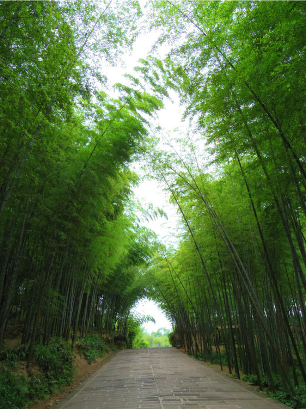 四川竹海旅游推荐,蜀南竹海清凉一夏
