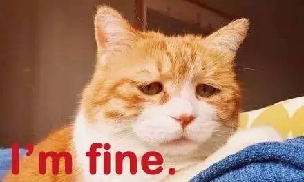 太热了夏天猫咪如何补水消暑,夏天猫咪不热吗