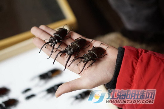 亲近大自然南通博物苑带你走进螳螂的神奇世界