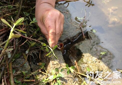 钓大黄鳝10斤以上视频,钓黄鳝的技巧钩头朝下还是平放