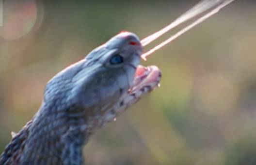 原来，这些救治毒蛇咬伤的方法都不靠谱