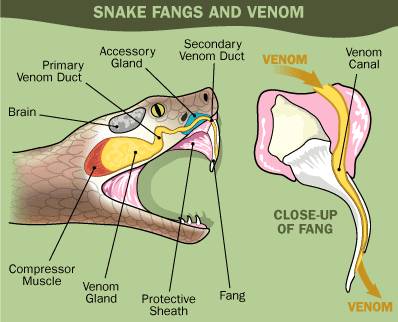 原来，这些救治毒蛇咬伤的方法都不靠谱