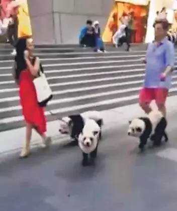 不能笑！因为国宝看了这条新闻能气死