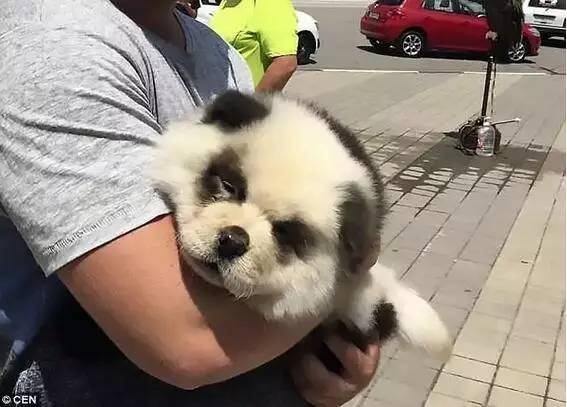 不能笑！因为国宝看了这条新闻能气死